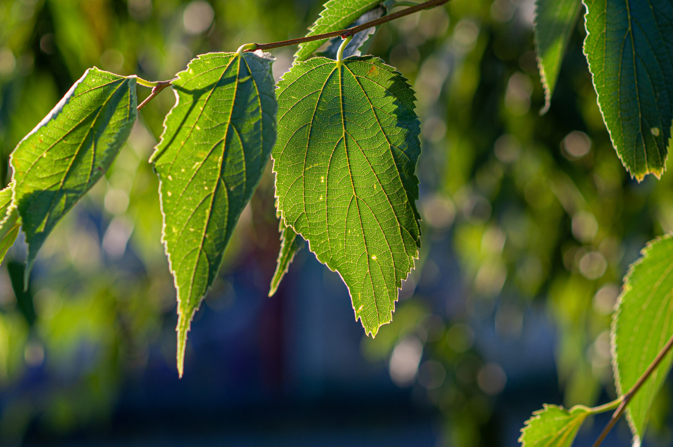 Grüne Blätter im Sonnenlicht als Symbol für Herz und Erfahrung