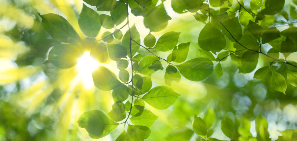 Spenden helfen uns wie dieser Sonnenschein durch die grünen Blätter