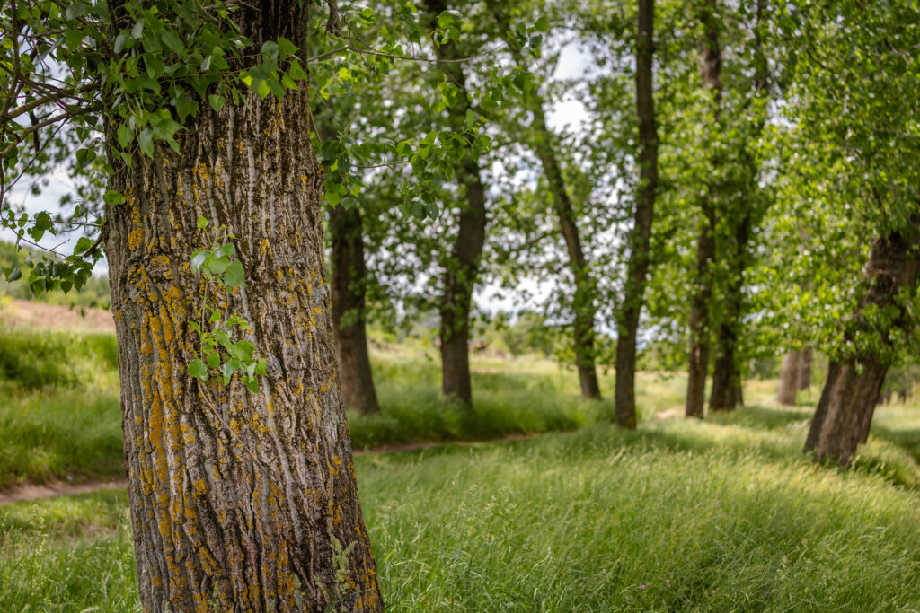 Wiese mit Bäumen soll die angedachte Vielfalt unserer Angebote zeigen