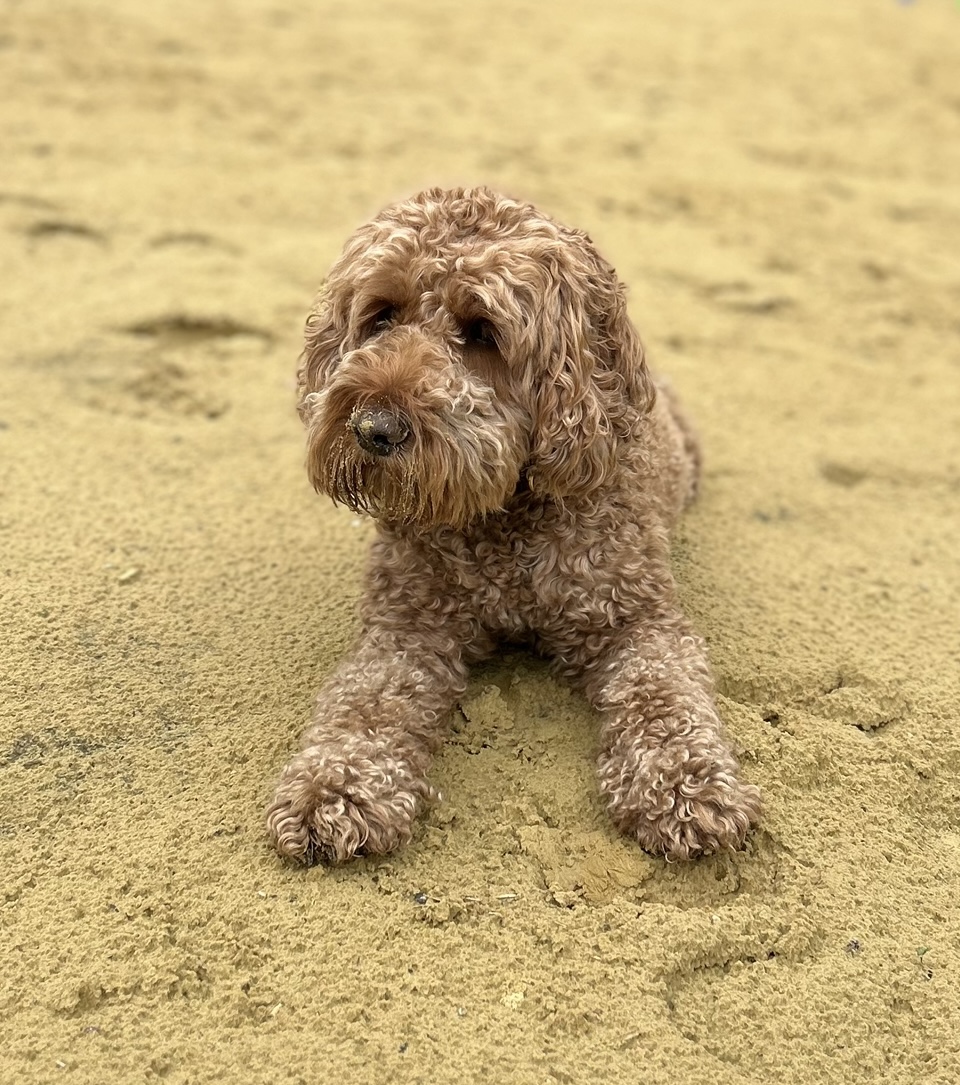 Willi - unser Clown, ein 5 jähriger Cockerpo
